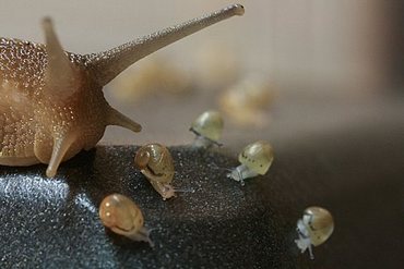 Famille d'escargots Gros-Gris